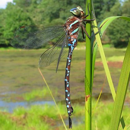 Black-tipped Darner Dragonfly dependent on Freshwater Wetlands - photography by Steve Collins