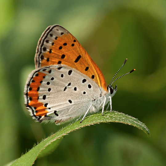 Bronze Copper Butterfly by Gerald DeBoer