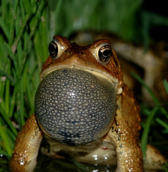 Bufo americanus calling by Jim White