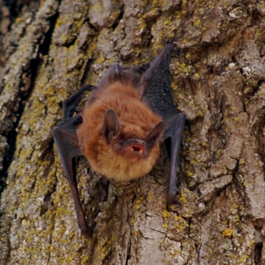 Little Brown Bat