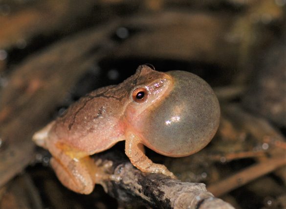 Spring Peeper calling by Jim White