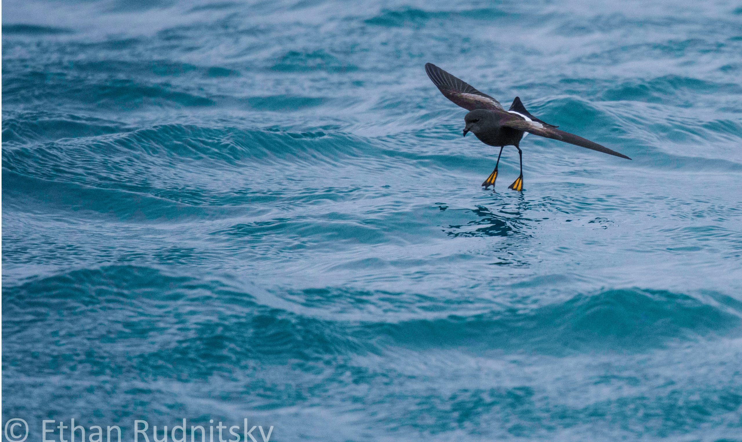 Wilsons Storm Petrel - Photography by Ethan Rudnitsky