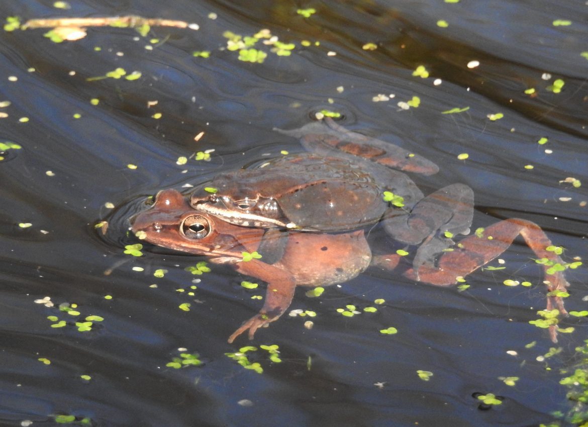Springtime is Frog Time! Delaware Nature Society
