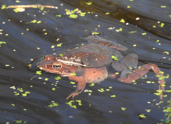 Wood Frogs mating at Ashland Nature Center by Jim White