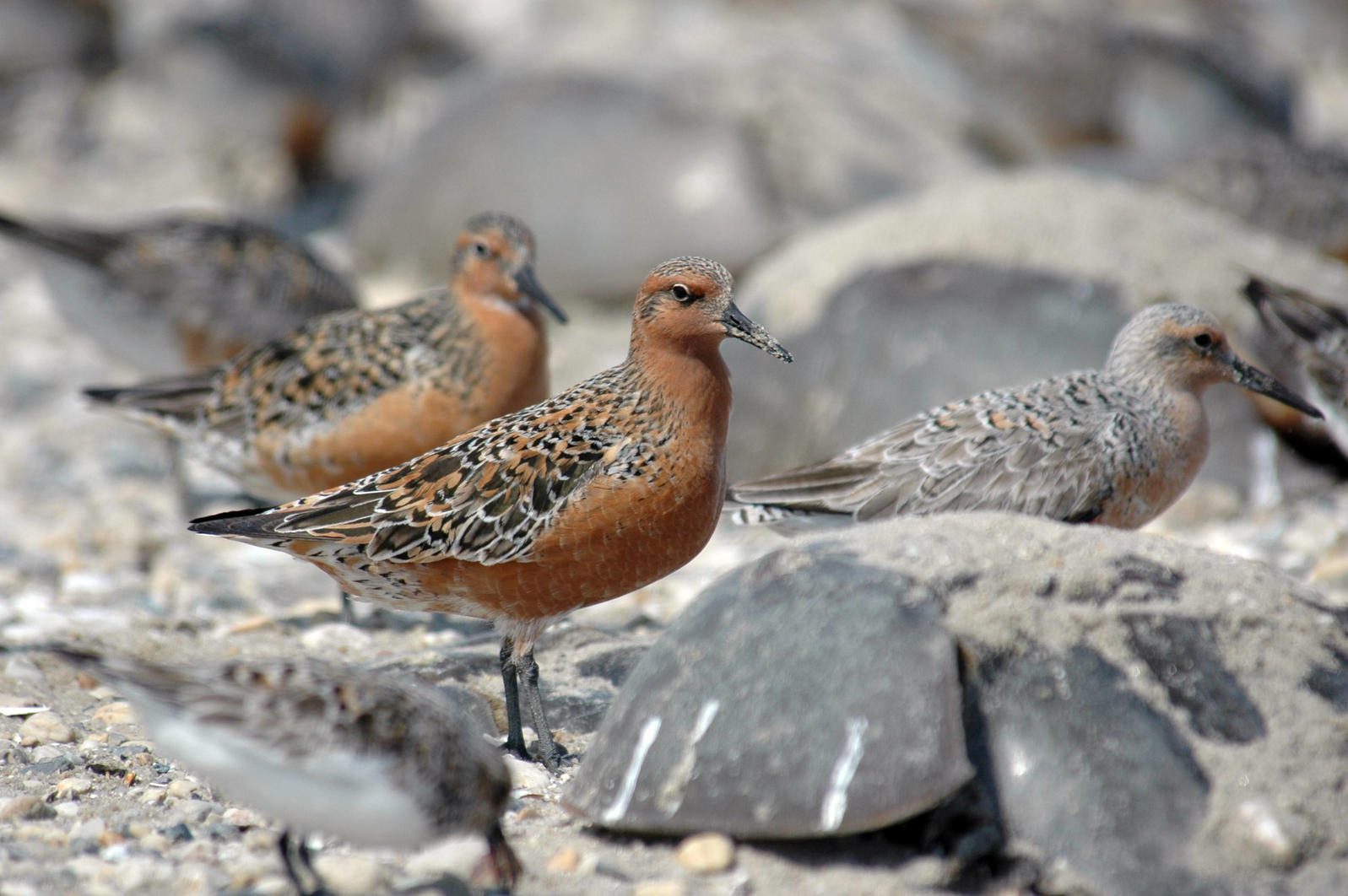 Red Knot and Horseshoe Crabs - Photography Gregory Breese/USFWS