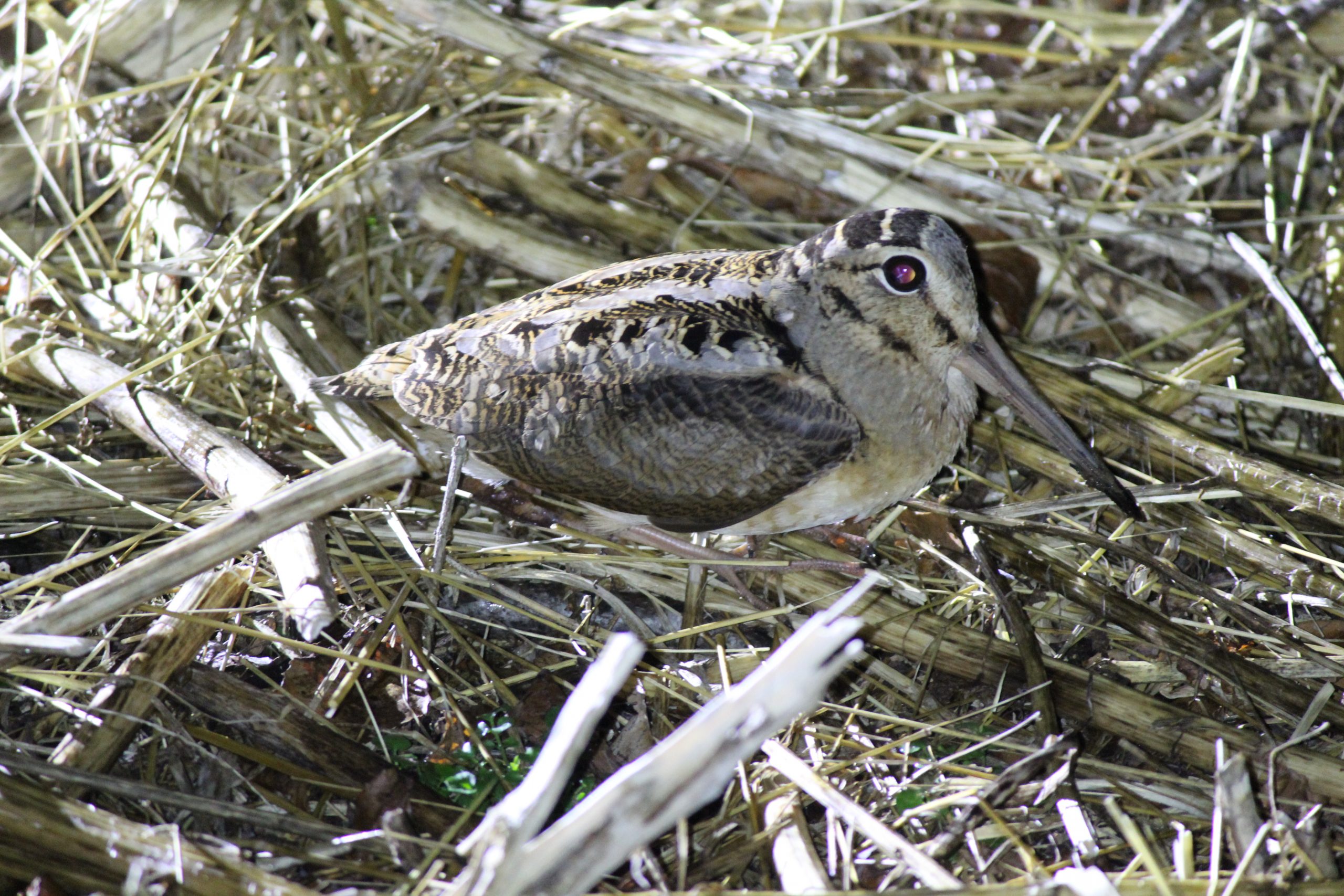 American Woodcock at Coverdale Farm Preserve - Photography by Ian Stewart