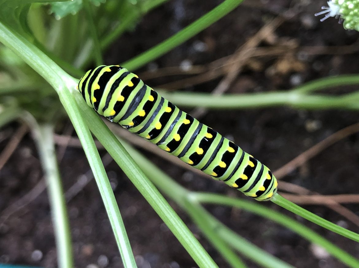 Black Swallowtail Caterpillar by Suzanne Herel