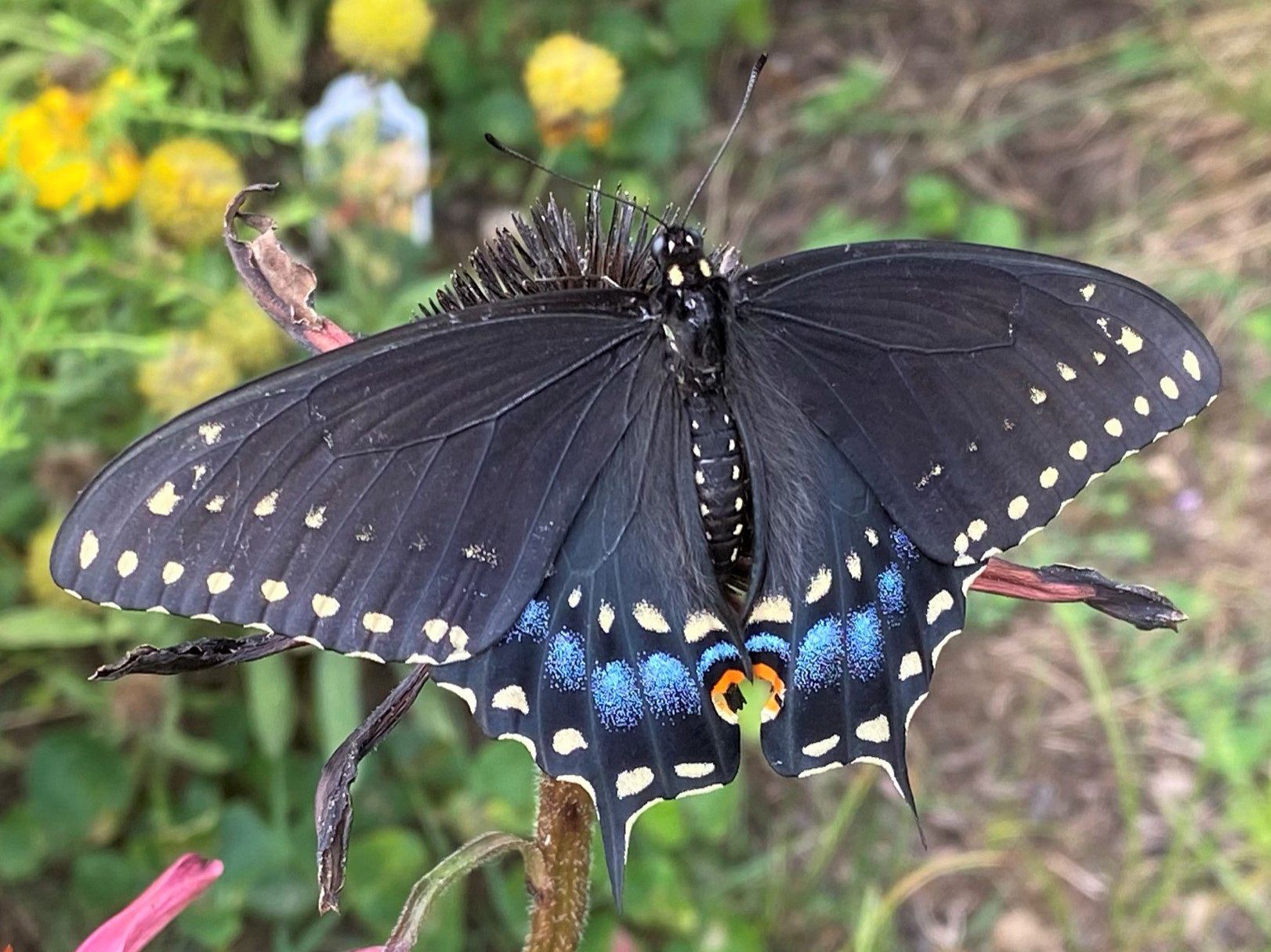 Black Swallowtail Butterfly Female by Suzanne Herel