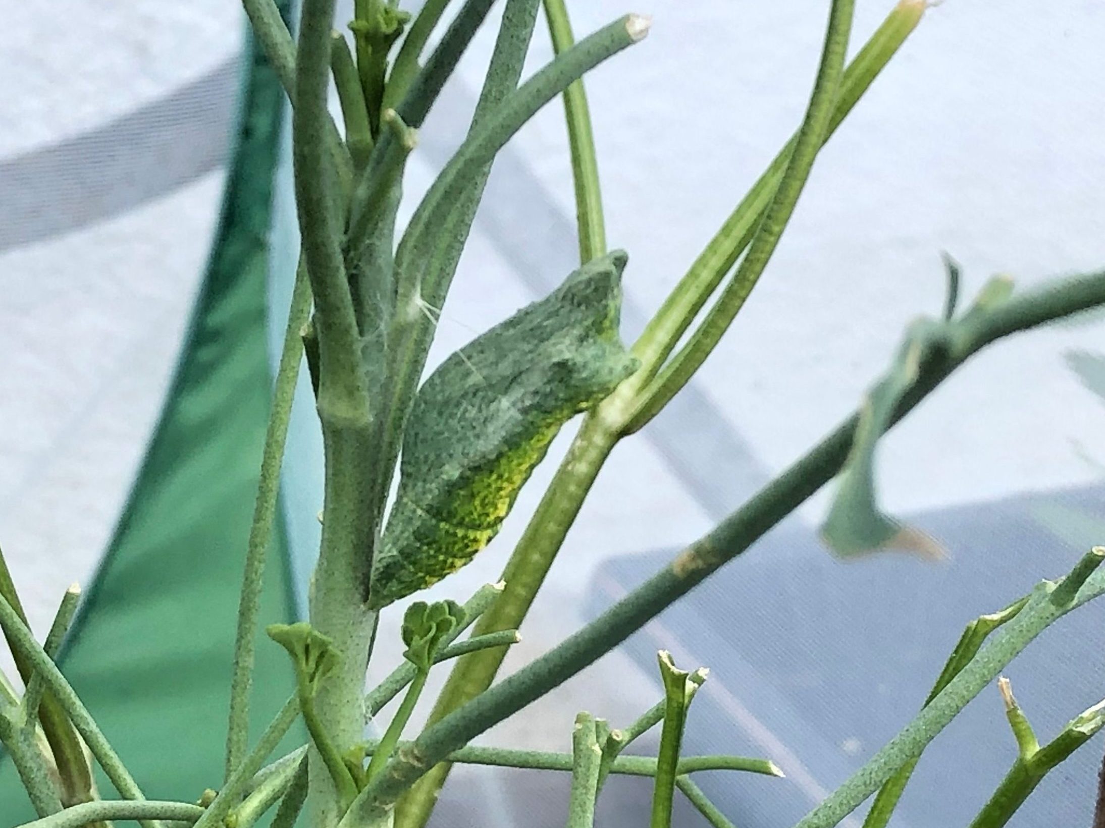 Black Swallowtail chrysalis by Suzanne Herel