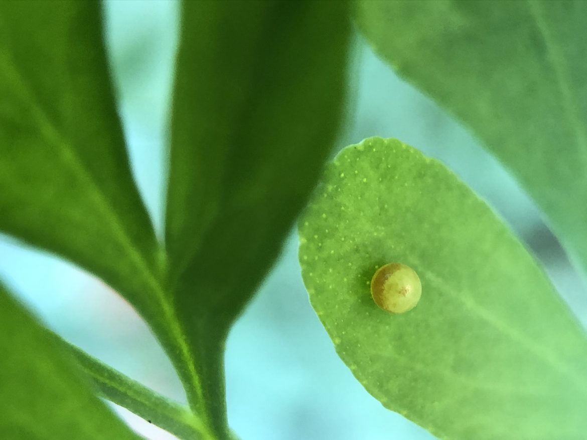 Black Swallowtail egg by Suzanne Herel