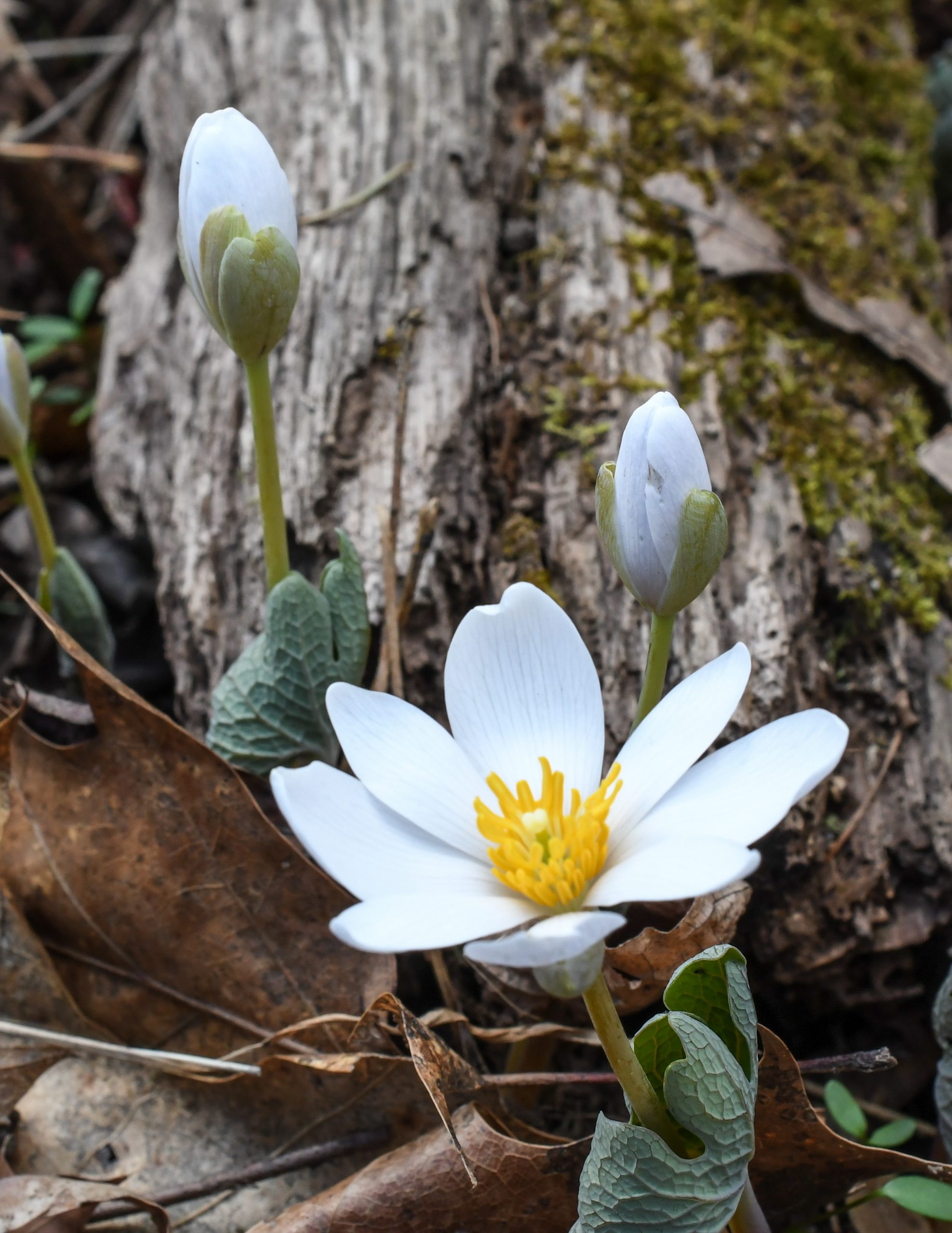 Bloodroot Sanguinaria canadensis by Jim White