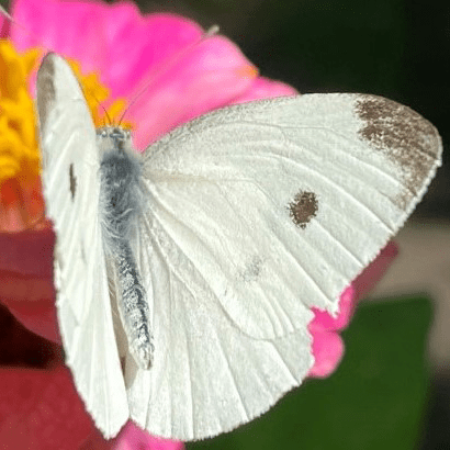 Cabbage White butterfly (male) by Suzanne Herel
