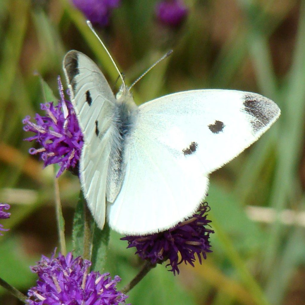 Cabbage White butterfly (female)