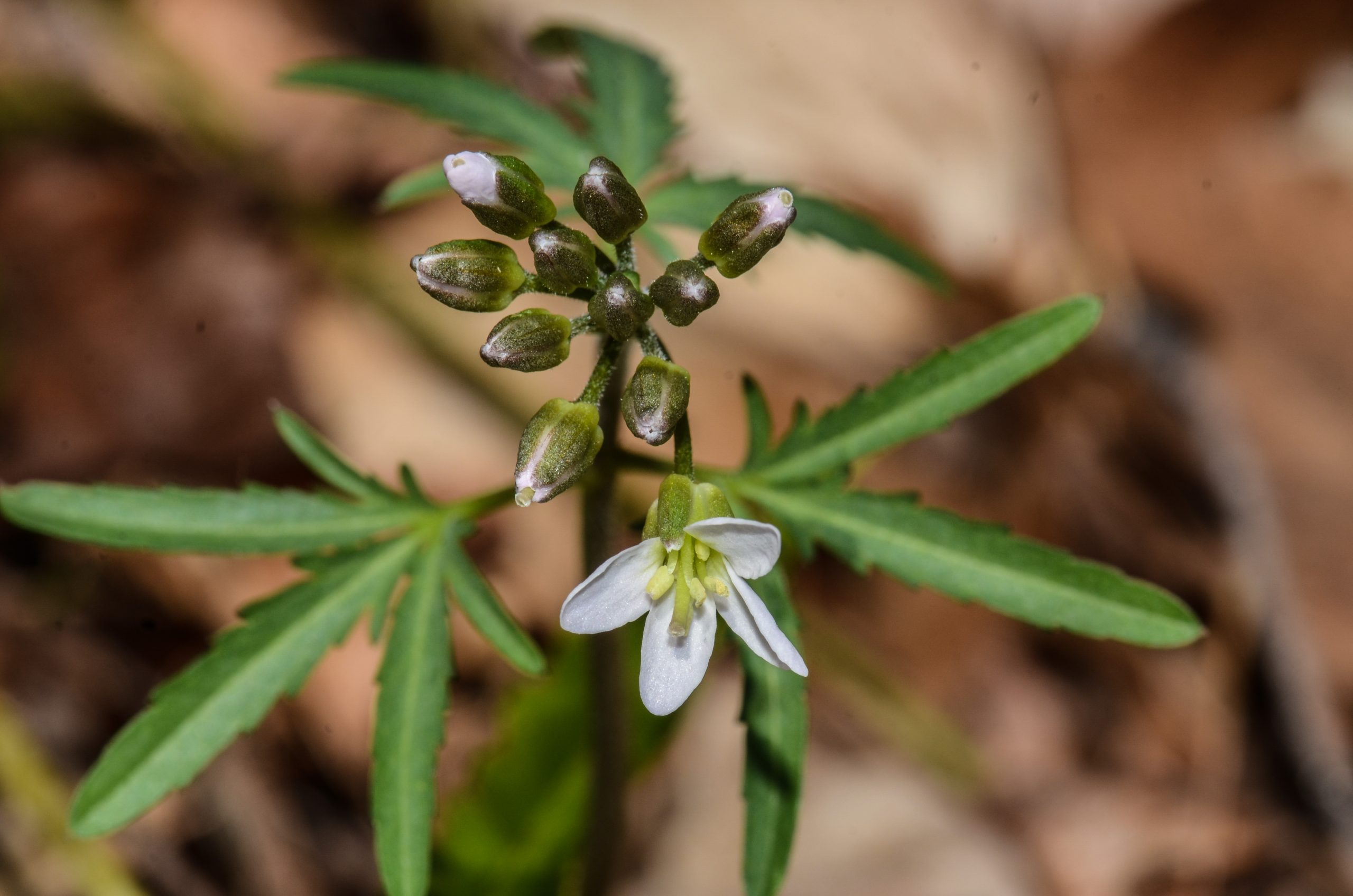 Cut-leaved Toothwort Cardamine concatenata by Jim White