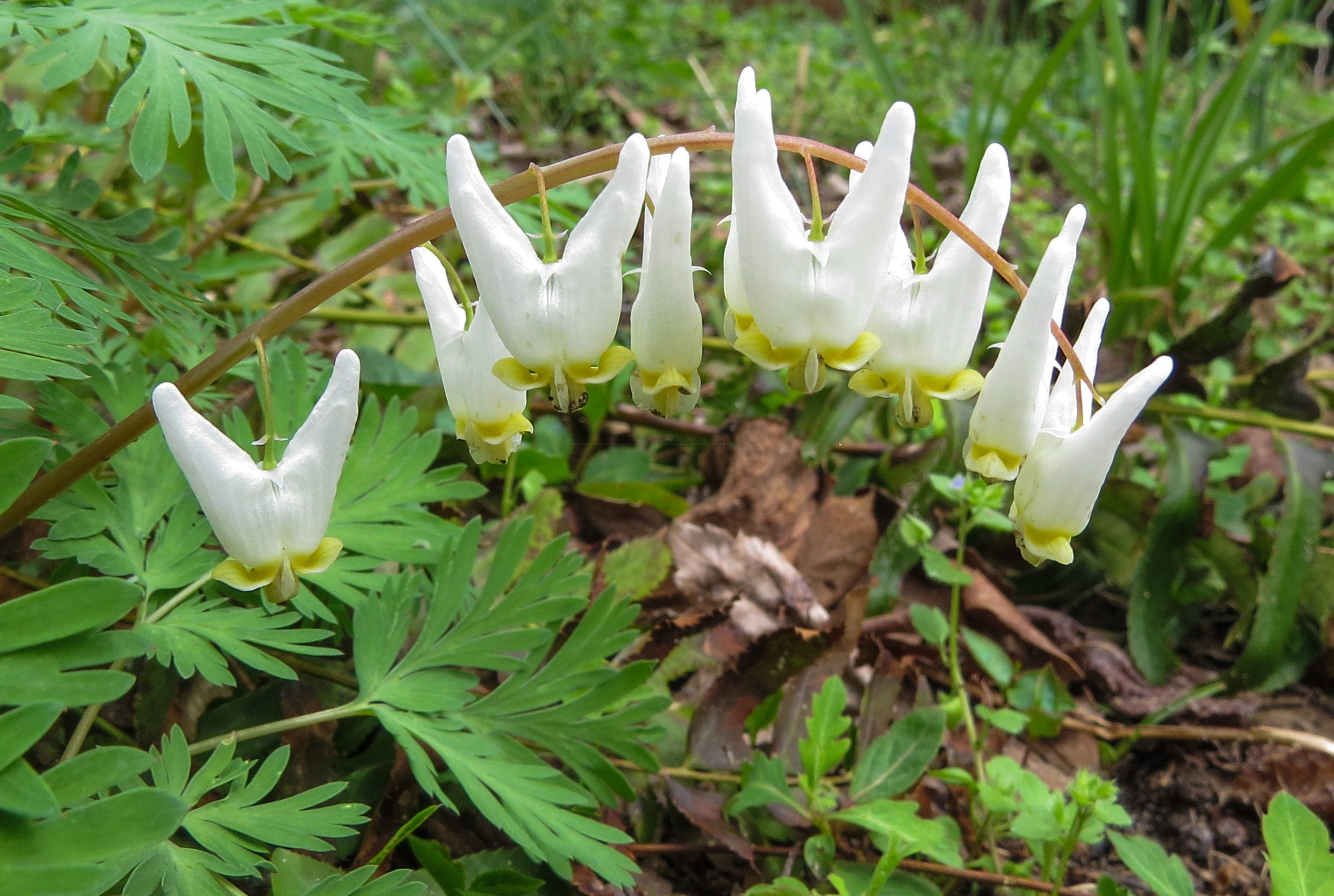 Dutchman's Breeches Dicentra cucullaria by Jim White