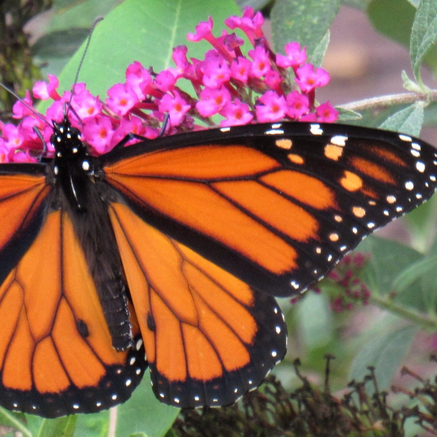 Monarch Butterfly - Delaware Nature Society