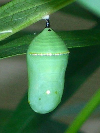 Monarch Chrysalis on swamp milkweed