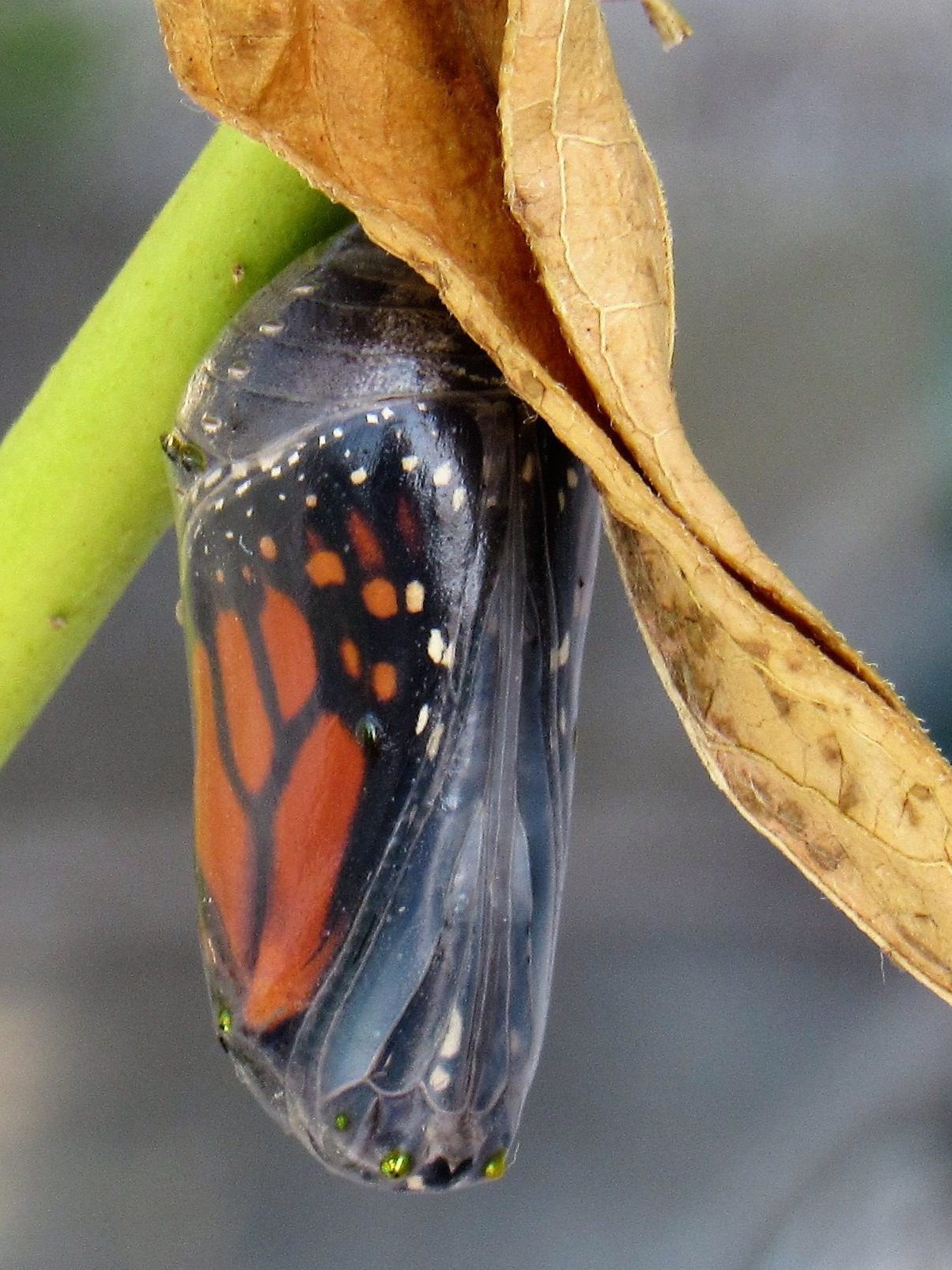 Monarch Butterfly - Delaware Nature Society