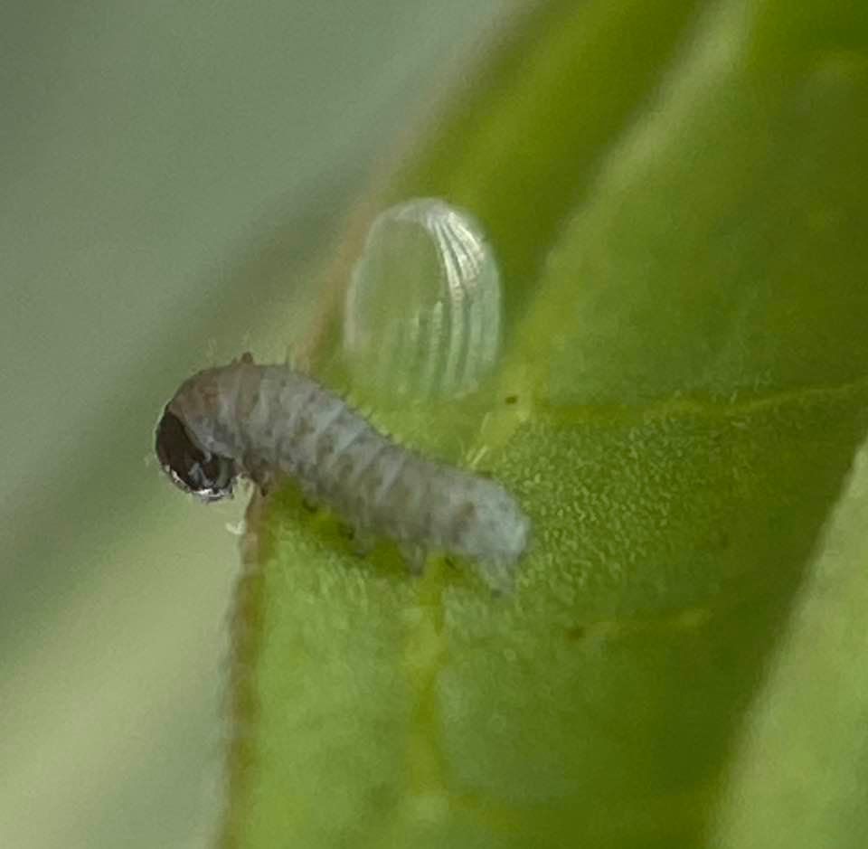 Newly hatched monarch and egg by Suzanne Herel