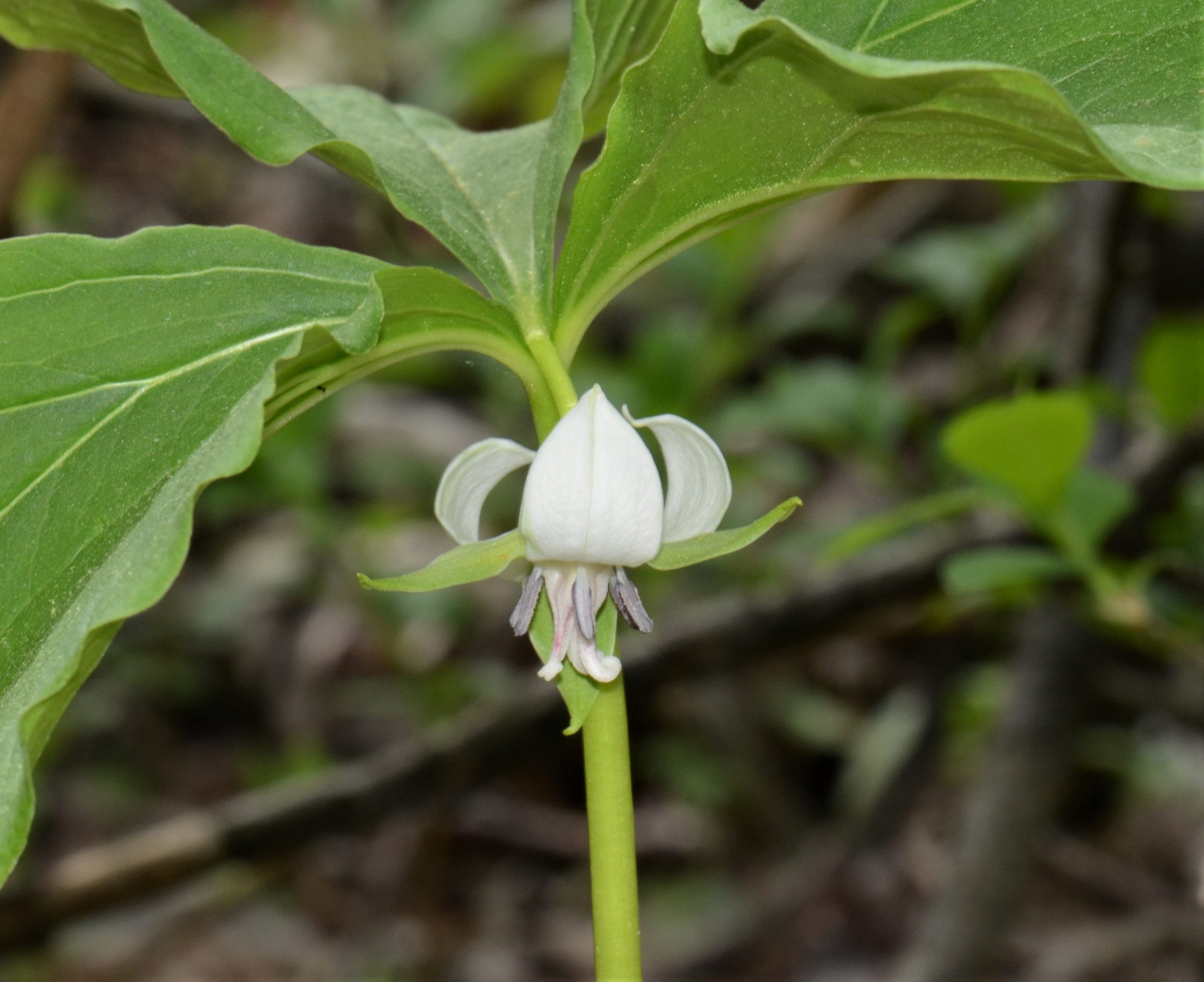 Nodding Trillium Trillium cernuum by Jim White