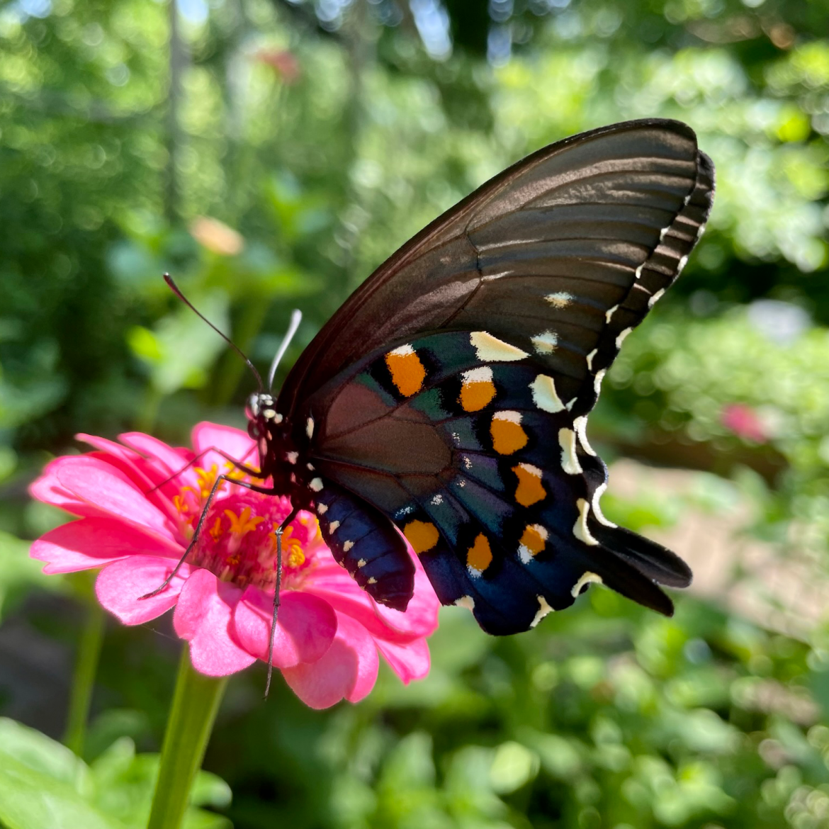 Pipevine Swallowtail butterfly