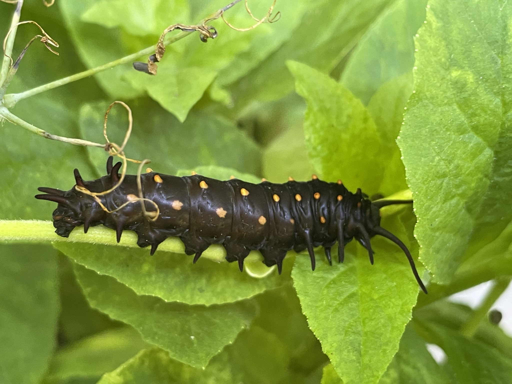 Pipevine Swallowtail Butterfly - Delaware Nature Society