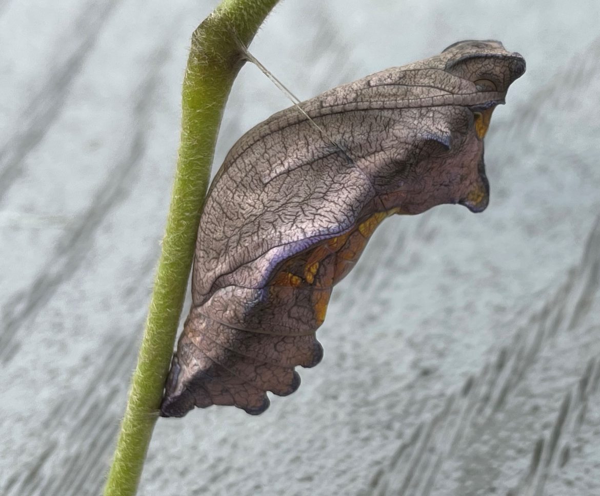 Pipevine Swallowtail chrysalis by Suzanne Herel