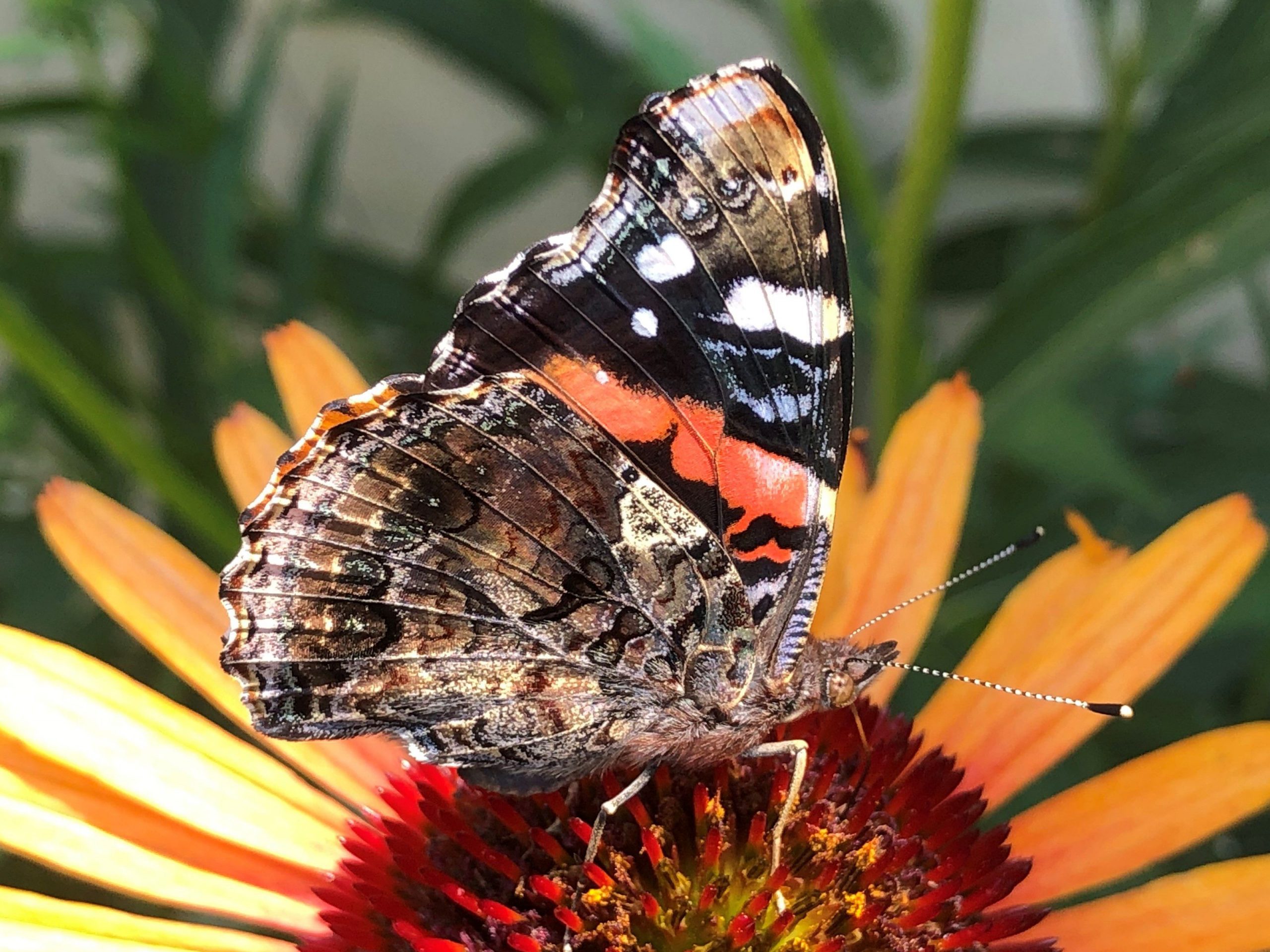 Red Admiral butterfly with closed wings on coneflower by Suzanne Herel