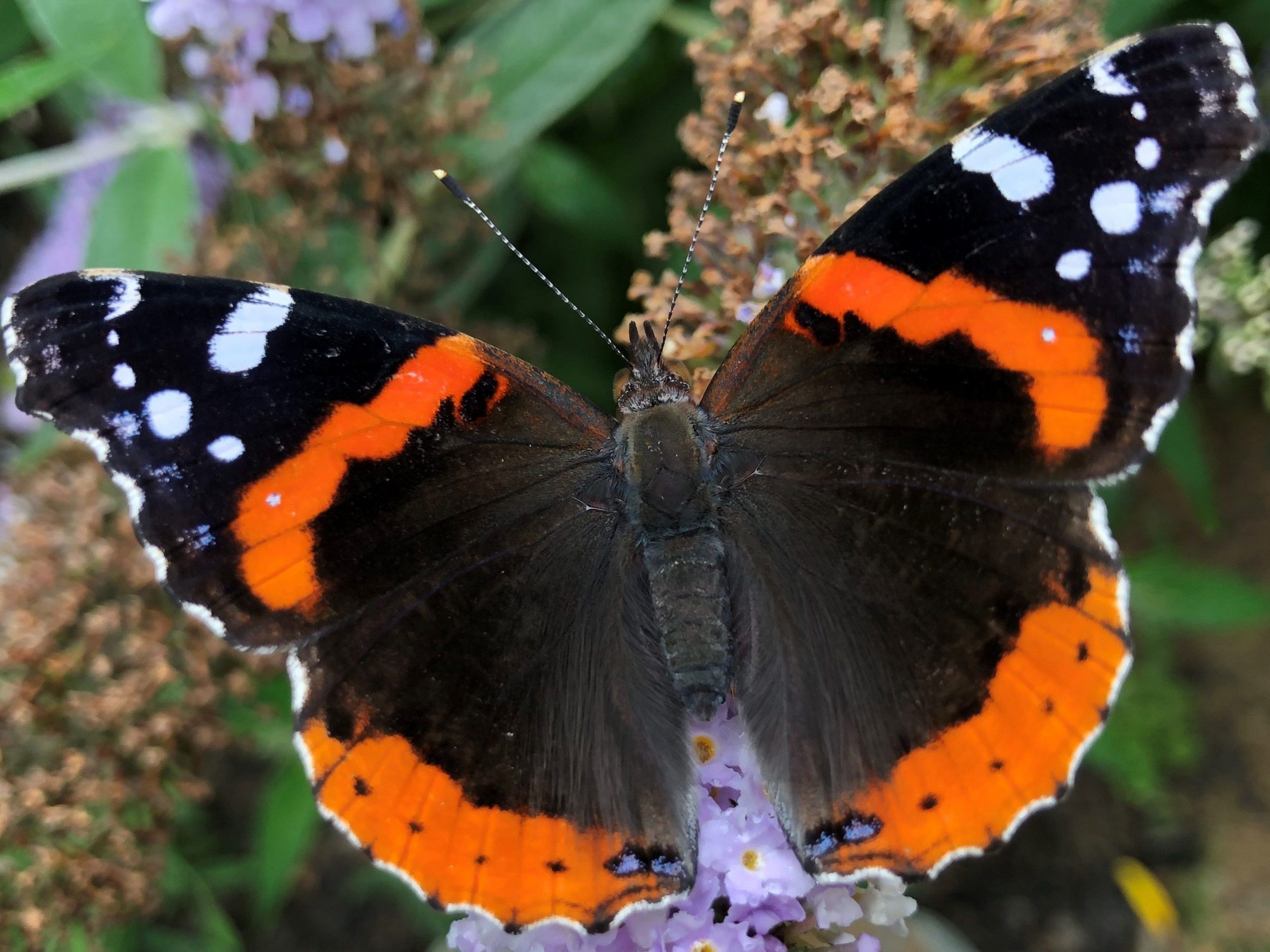 Red Admiral butterfly by Suzanne Herel