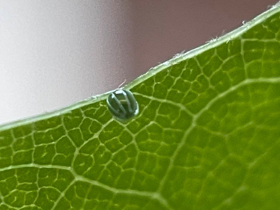 Red Admiral butterfly egg on leaf by Suzanne Herel