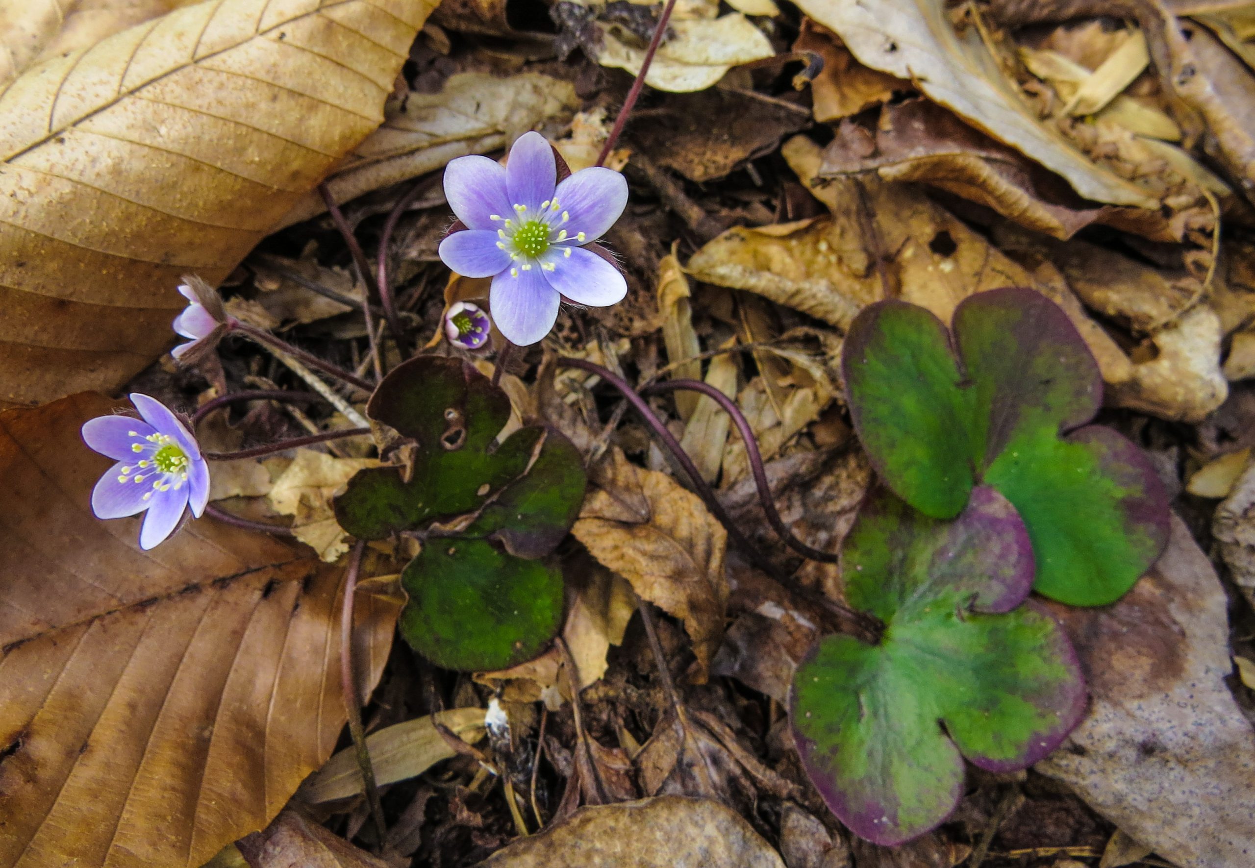 Round-lobed Hepatica by Jim White