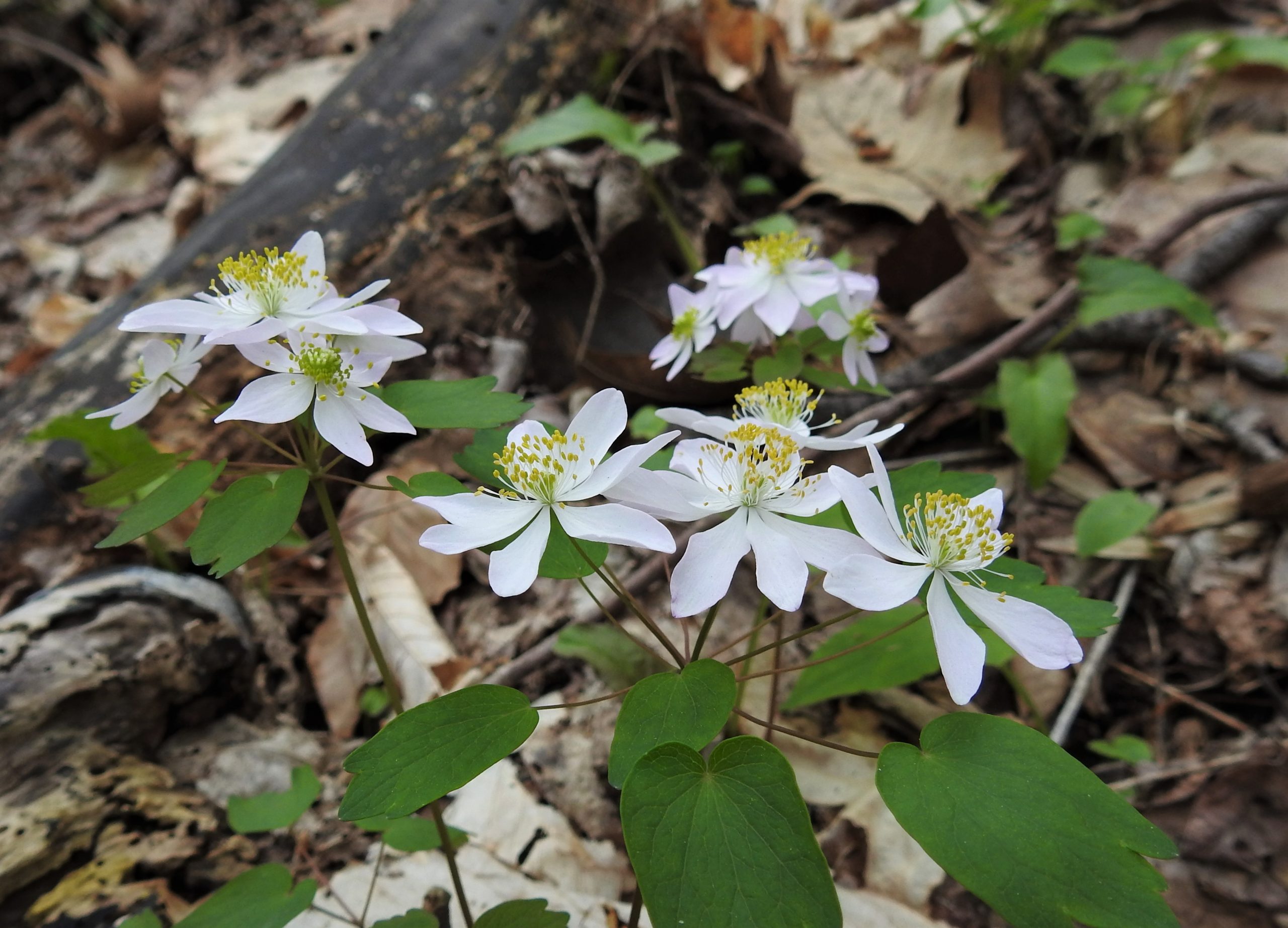 Rue anemone by Jim White