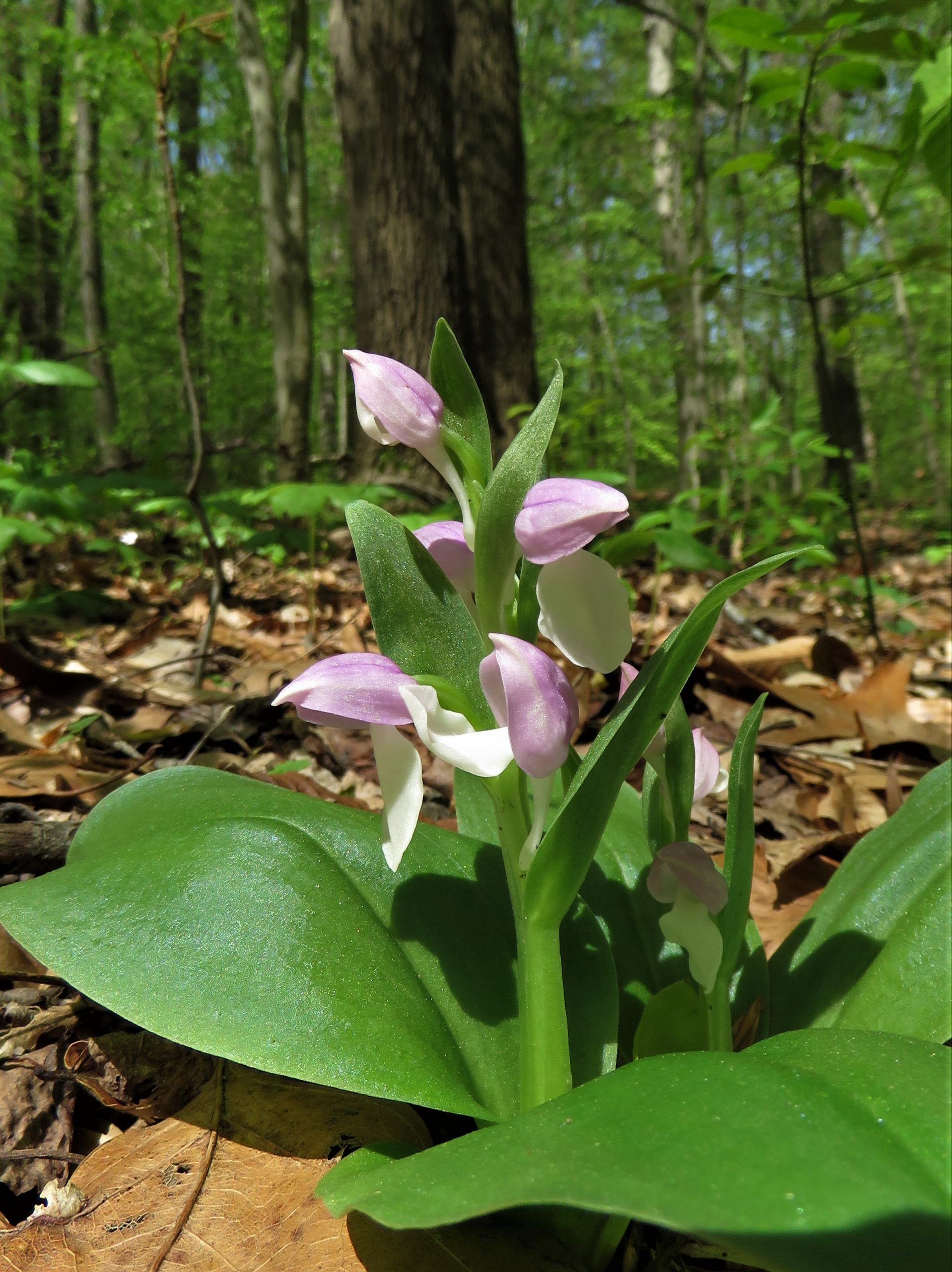 Showy Orchis Galearis spectabilis by Jim White