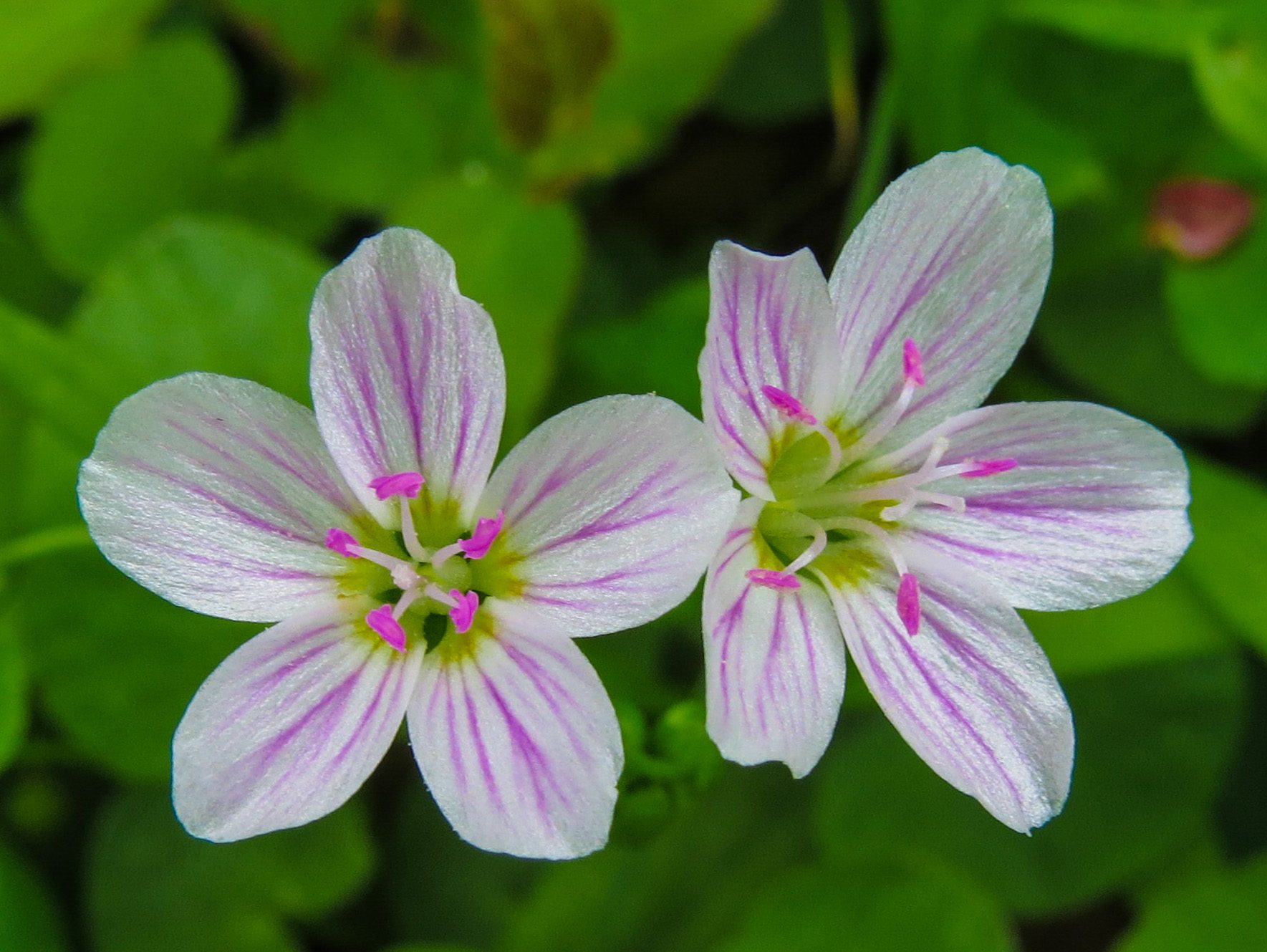 Spring Beauty Claytonia virginica by Jim White