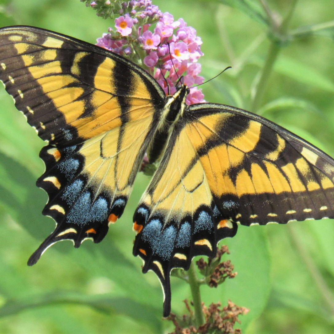 Tiger Swallowtail butterfly (female) by Suzanne Herel