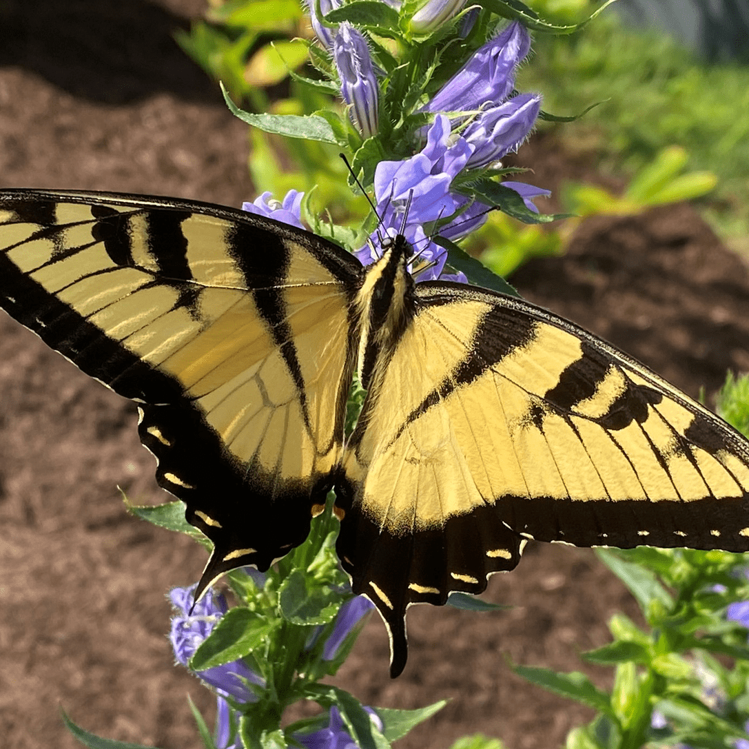 Tiger Swallowtail butterfly (male) by Suzanne Herel