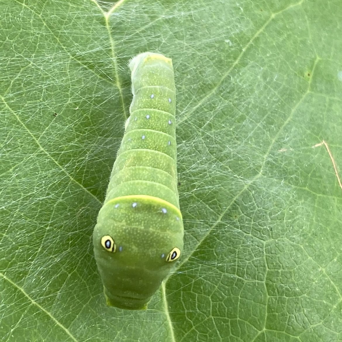 Tiger Swallowtail caterpillar by Suzanne Herel