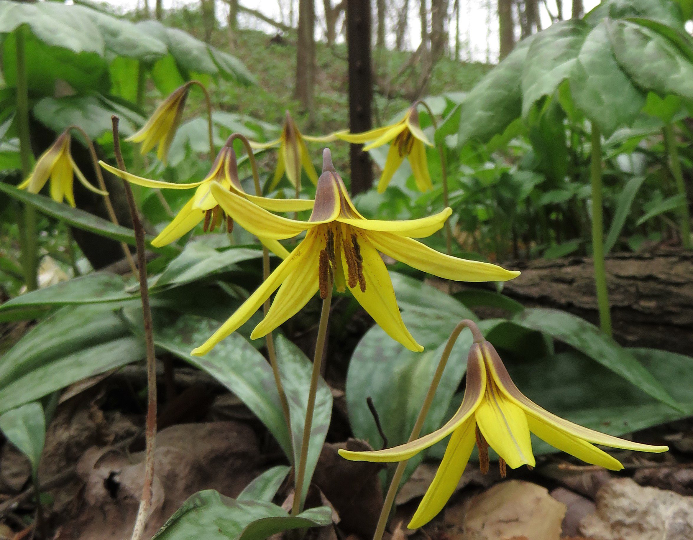 Trout Lily Erythronium americanum by Jim White