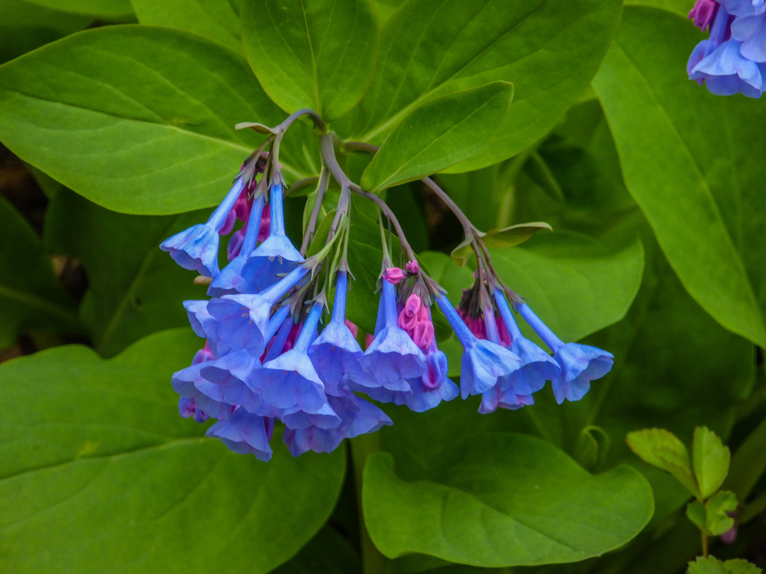 Virginia Bluebells Mertensia virginica by Jim White