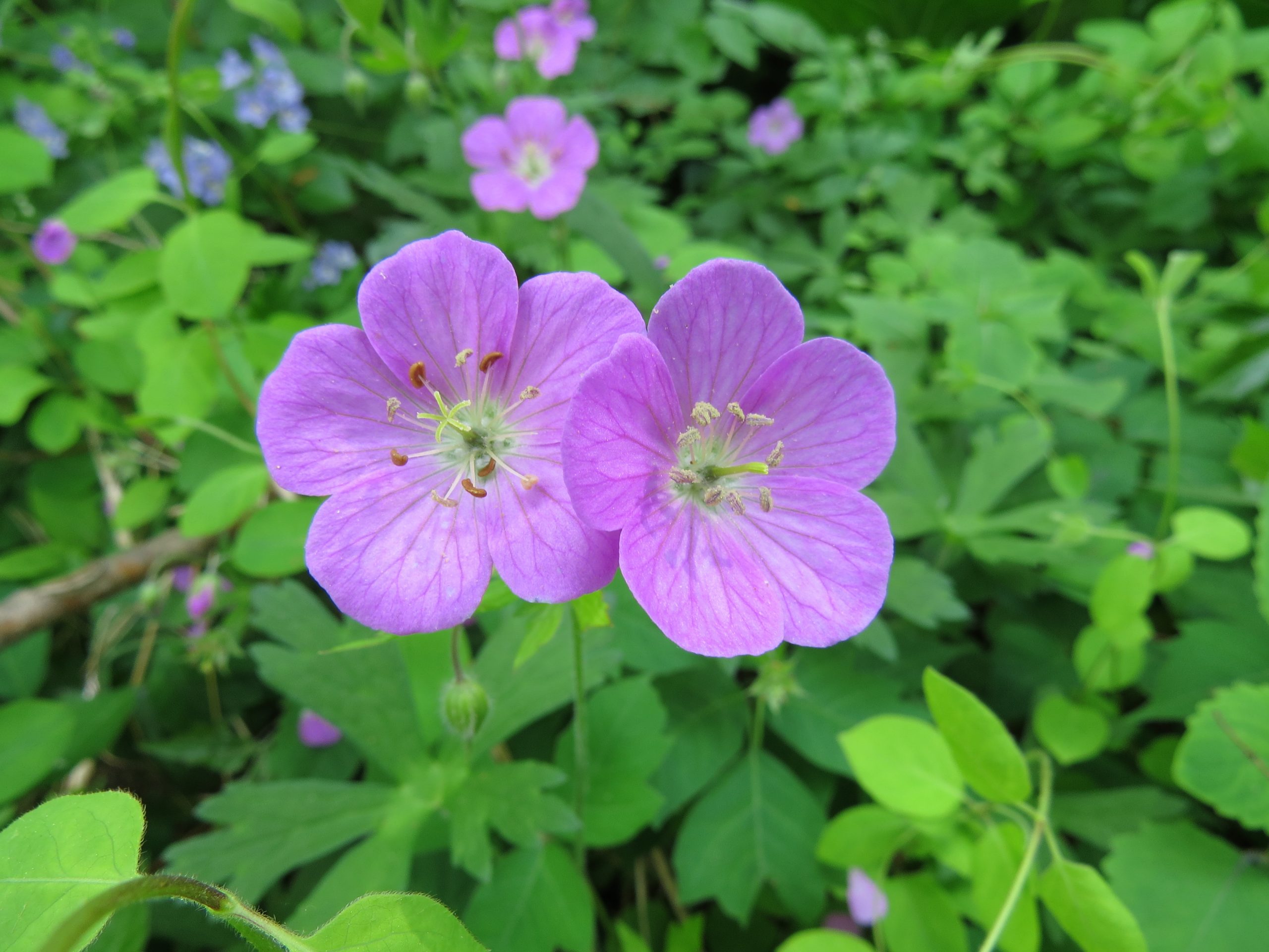 Wild Geranium Geranium maculatum by Jim White