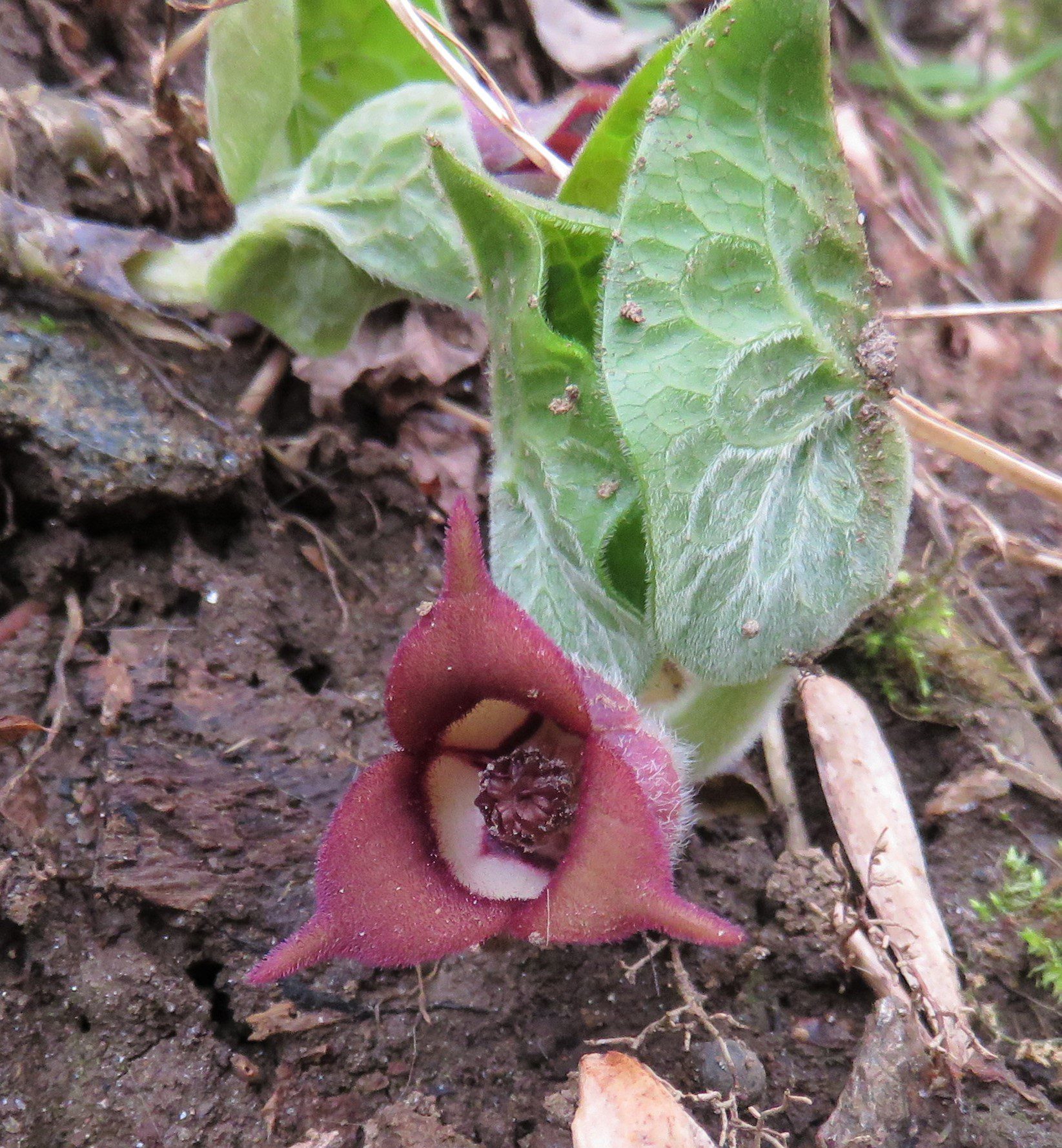 Wild Ginger Asarum canadense by Jim White