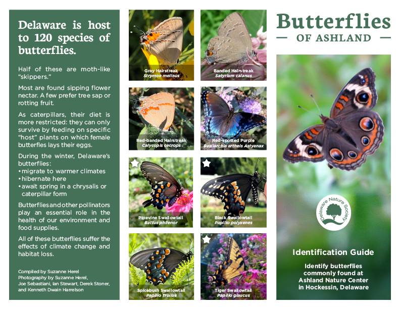 Delaware Butterfly Identification Brochure - Ashland Nature Center