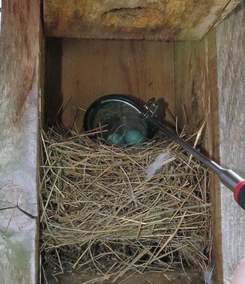 Eastern Bluebird nest with 2 eggs