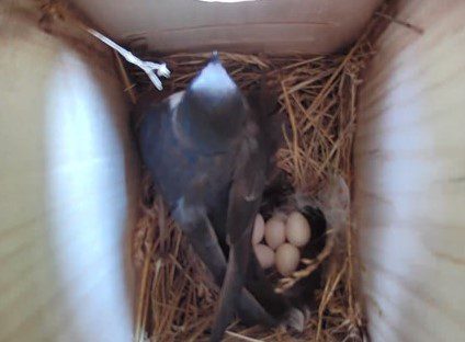 Screen shot from camera showing Tree Swallow with 5 eggs