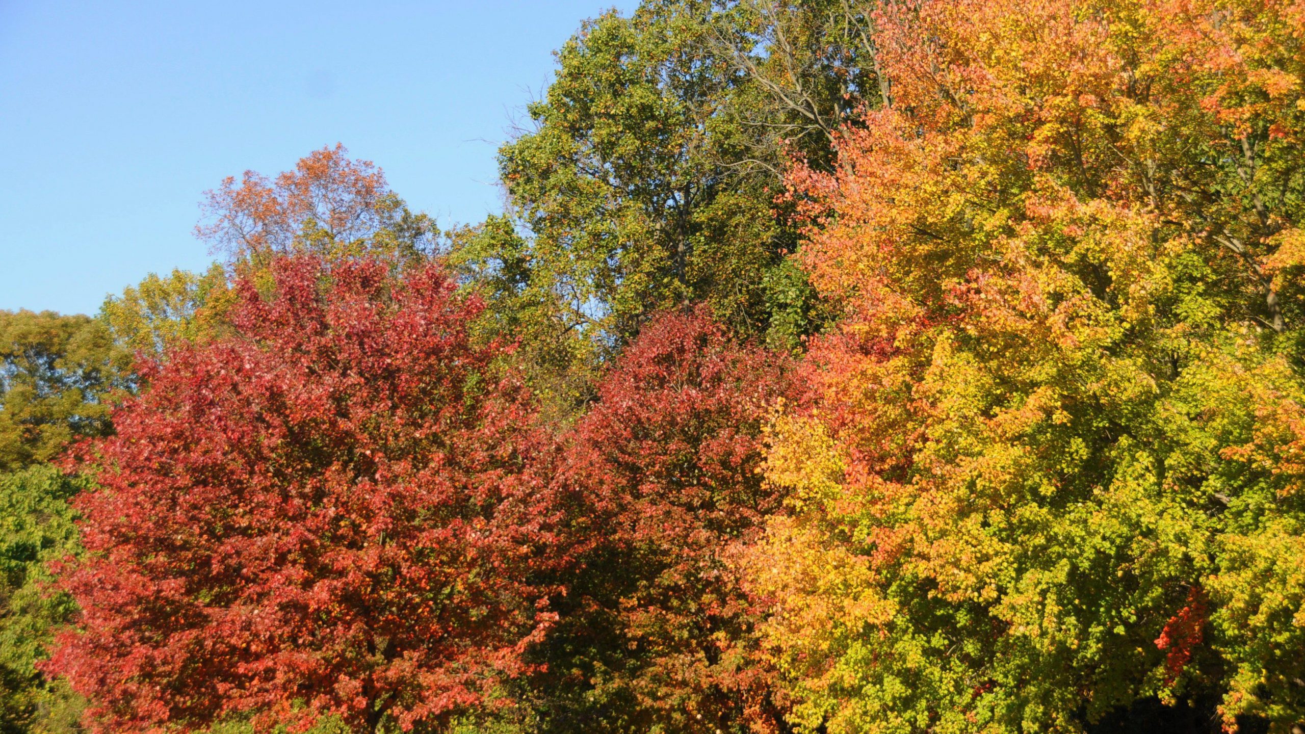 Autumn trees at Middle Run with blue sky by Derek Stoner