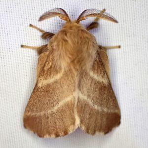 Eastern Tent Caterpillar Moth