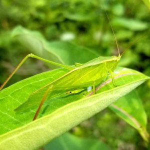 Katydid. Photo: Joe Sebastiani