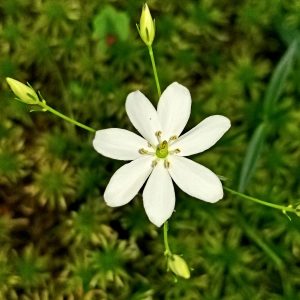 Lanceleaf rose-gentian. Photo: Joe Sebastiani