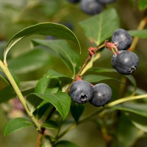 Highbush blueberry. Photo: David Smith