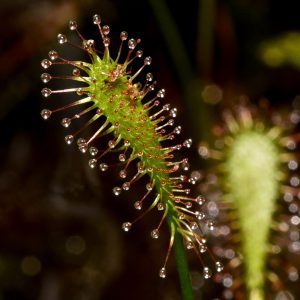 Spoonleaf sundew. Photo: David Smith